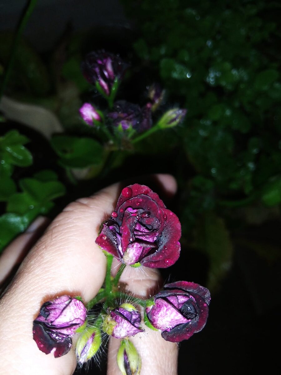 Ампельная плющелистная "Royal Black Rose" в ночи.