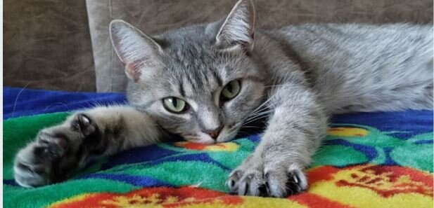 Без дома жить нельзя 