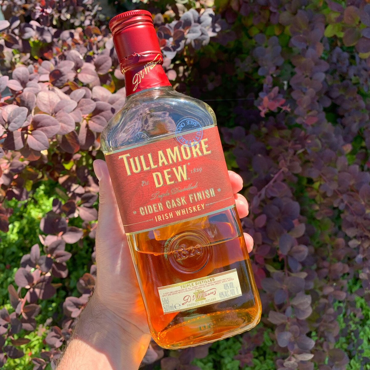 Tullamore D.E.W. Cider Cask Finish - удивлю как могу | О Виски и не только  с Алексеем Пятницких | Дзен