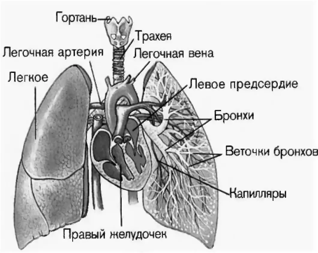 Легкие анатомия