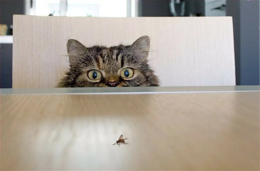 Котенок муха