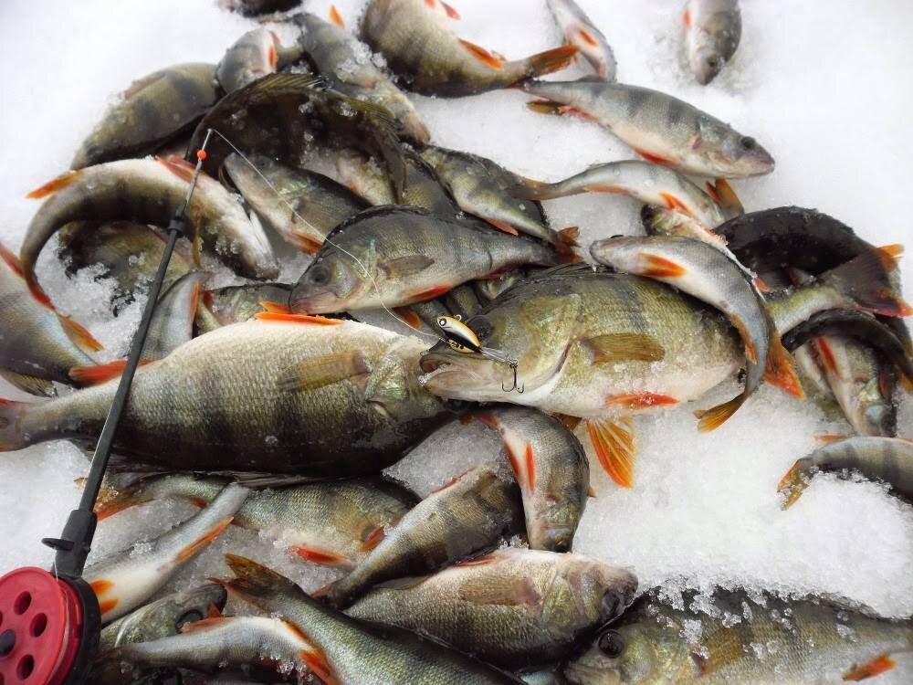 Фото с сайта: https://activefisher.net