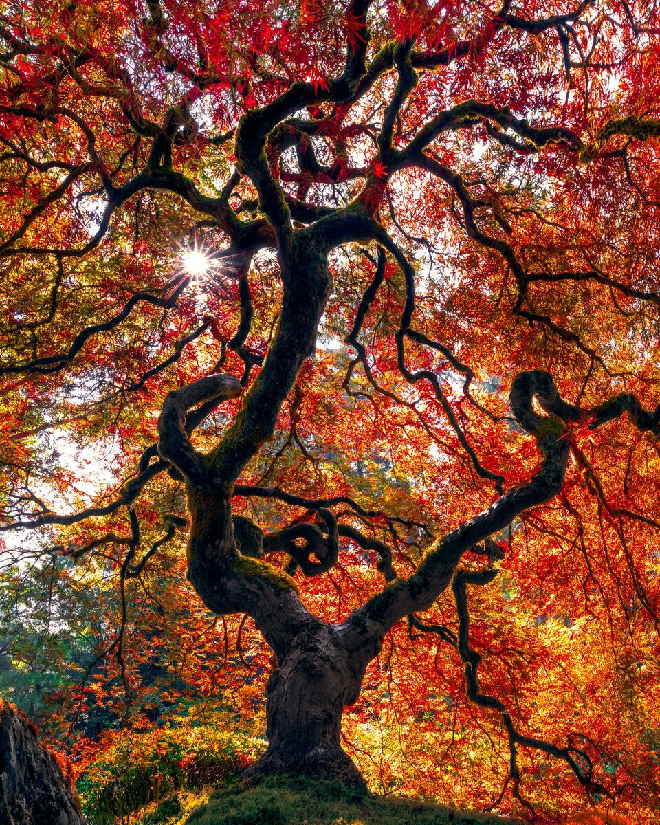 Источник: https://www.reddit.com/r/NatureIsFuckingLit/comments/hfjssu/japanese_maple_tree_exploding_with_color_oc/
