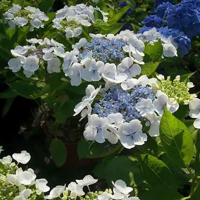 Гортензия крупнолистная Либелле (Hydrangea macrophylla Libelle)