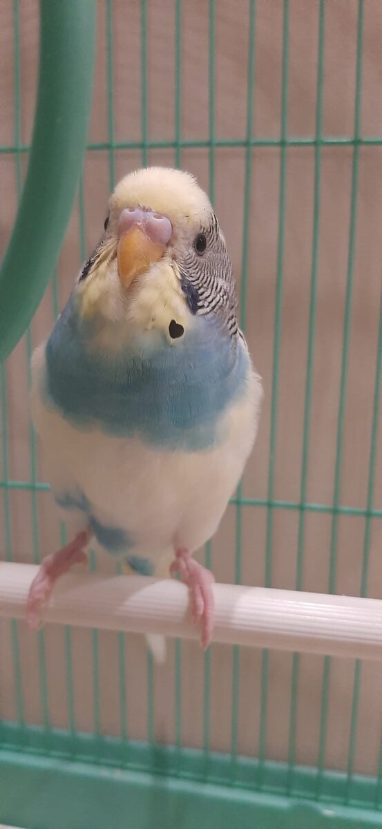 мой пернатый друг