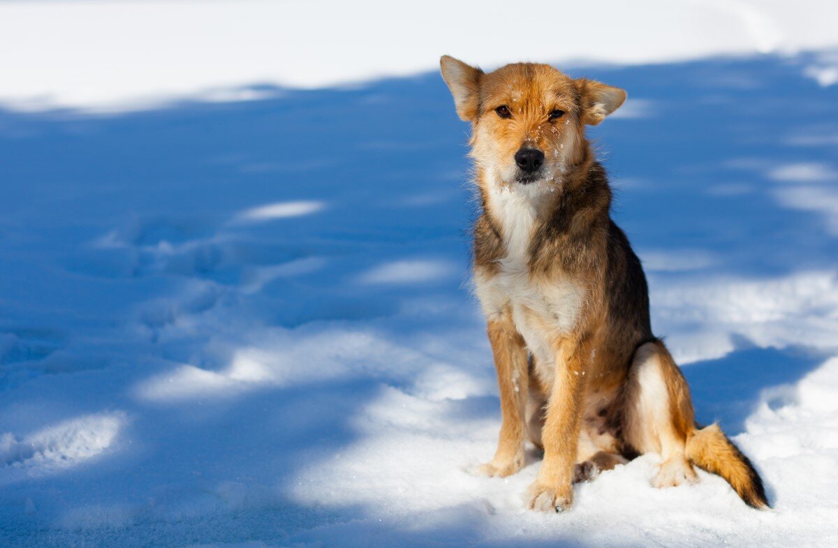    Бродячая собака