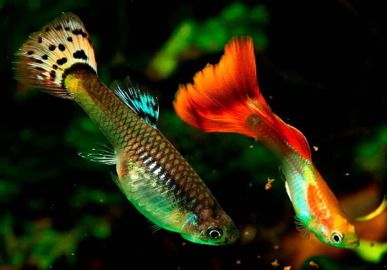 Самец и самка Гуппи