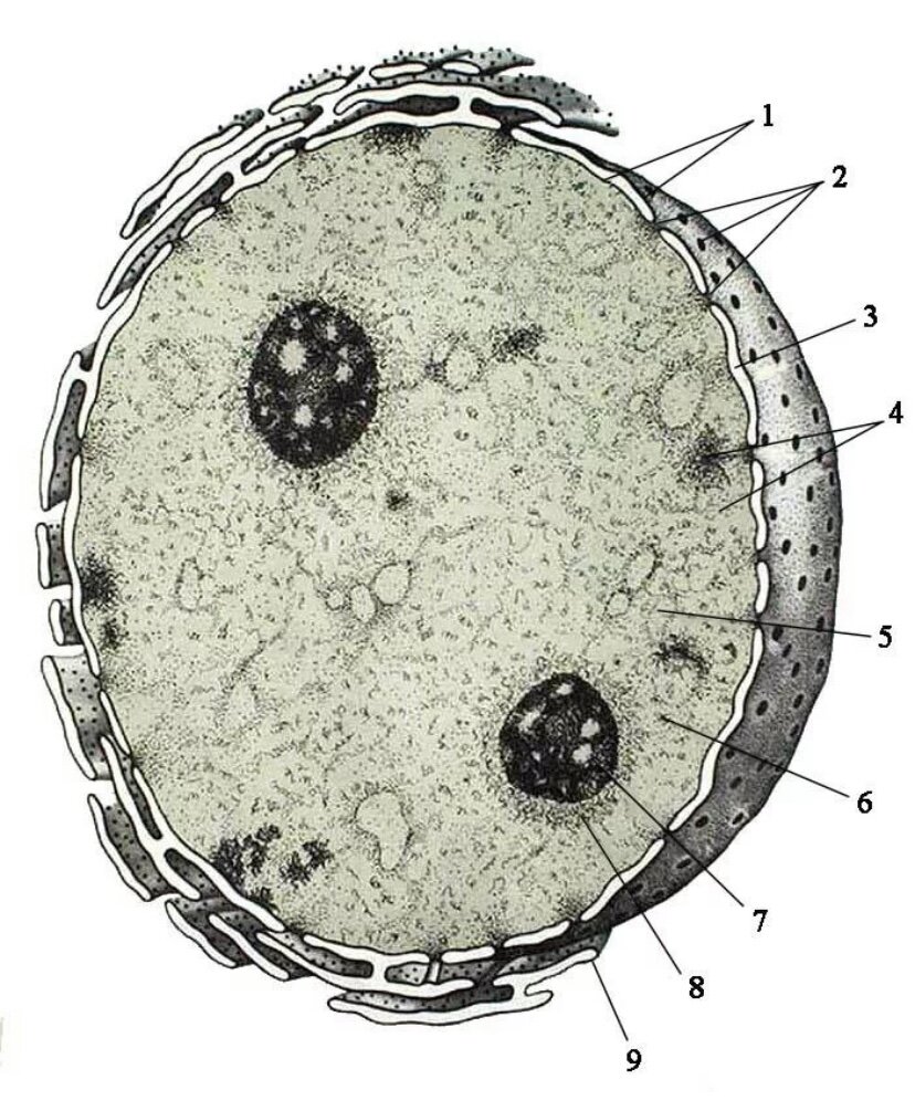 В ядрах клеток многоклеточного. Ядро и ядрышко. Строение ядрышка растительной клетки. Строение ядрышка клетки. Строение ядра клетки.