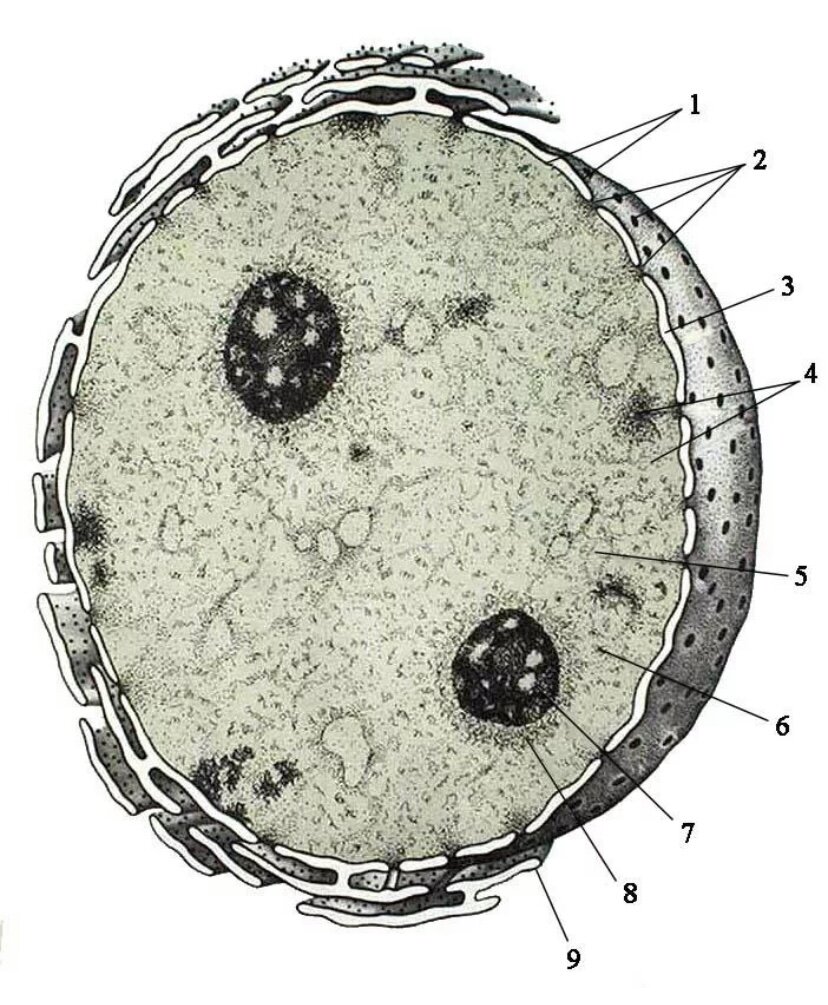 Рисунок ядра клетки. Ядро и ядрышко клетки. Ядерный аппарат кариолемма ядрышко. Ядро клетки кариолемма. Строение ядра интерфазной клетки.
