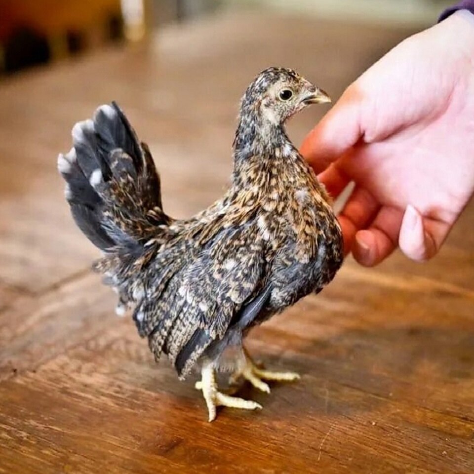 И его лилипуты