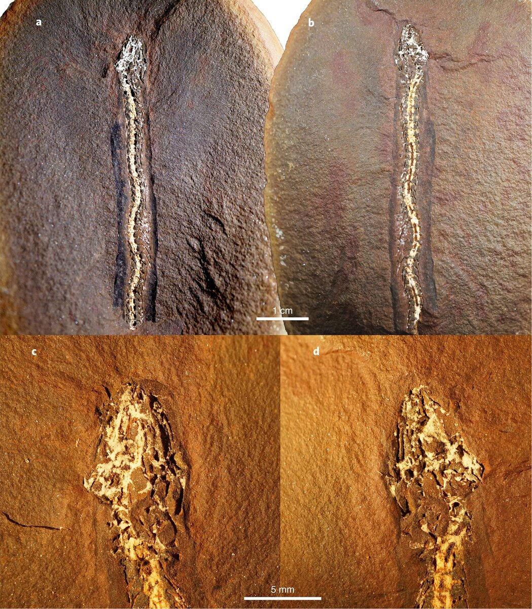 Виновник торжества - Нагини из Иллинойса!