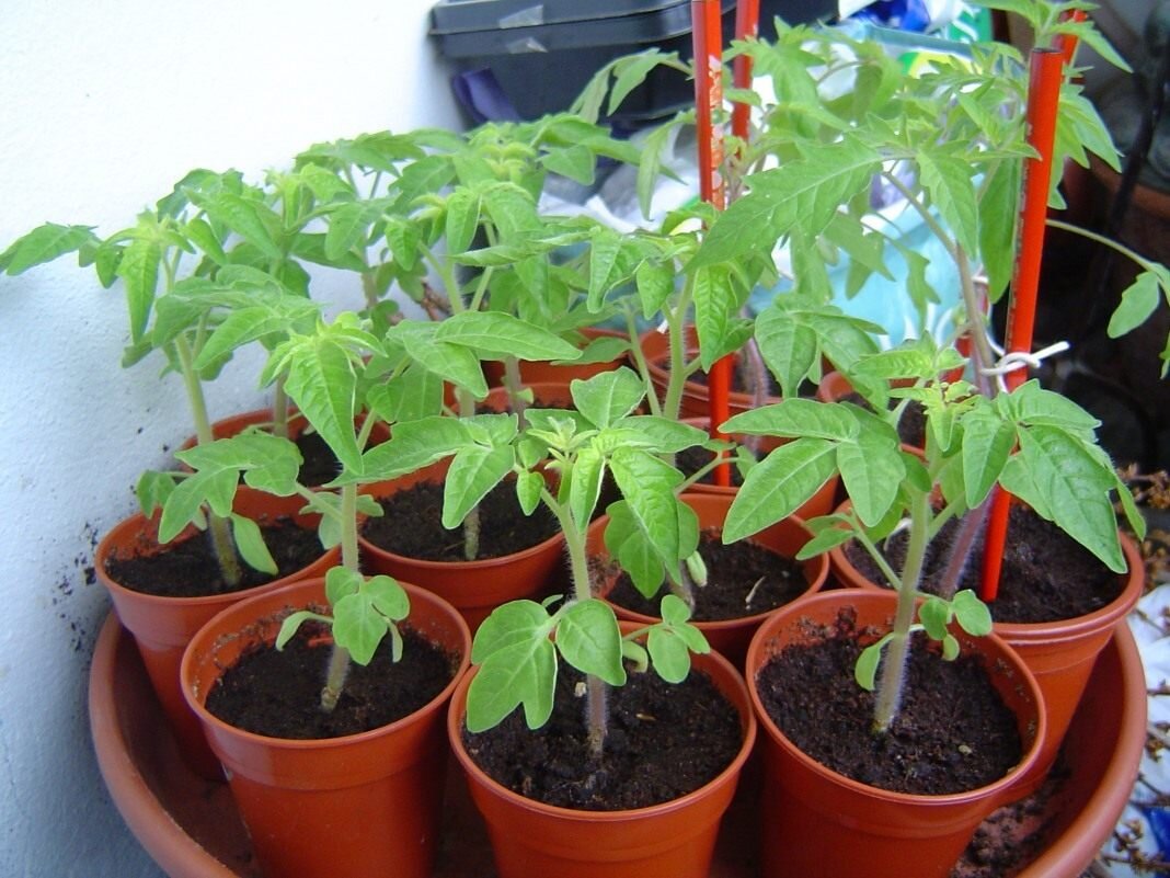 https://pics.botanichka.ru/wp-content/uploads/2011/04/Tomato-01.jpg