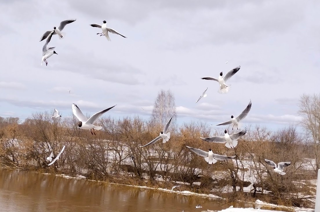 Крачки на реке весной. Фото автора