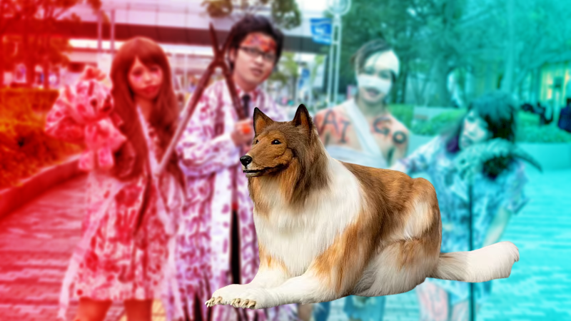 Японец токо. Японец токо Сан собака. Toco костюм колли. Японец в костюме колли. Японец стал собакой колли.