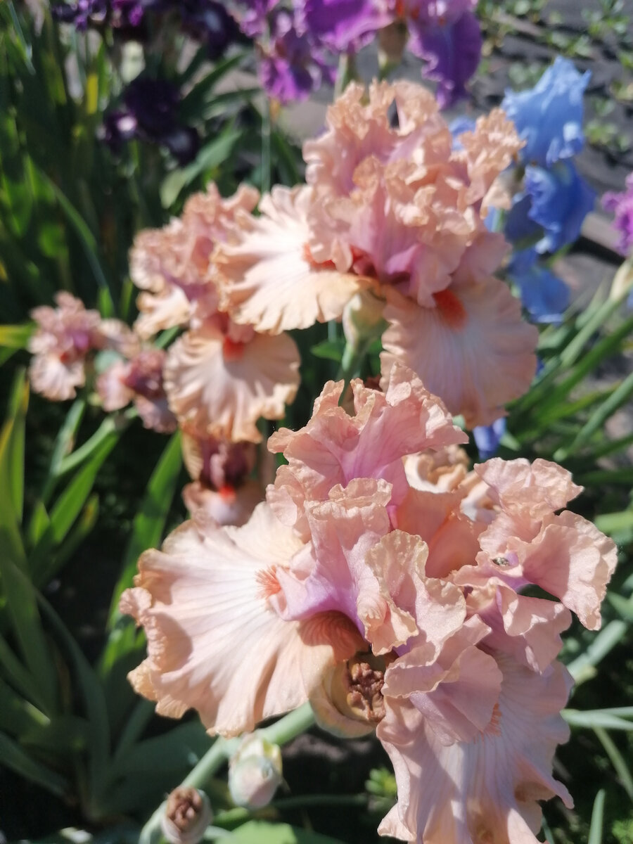 Ирис красивый как на картинке авторское фото Стрижаковой Елены 