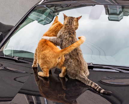 Фото из интернета