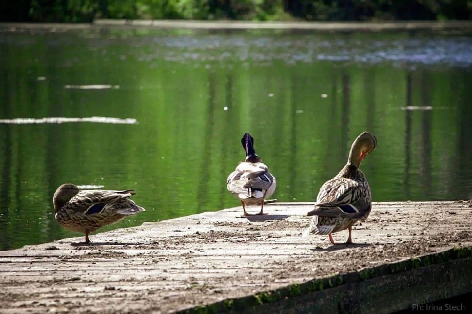 Фото: Ирина Стеч