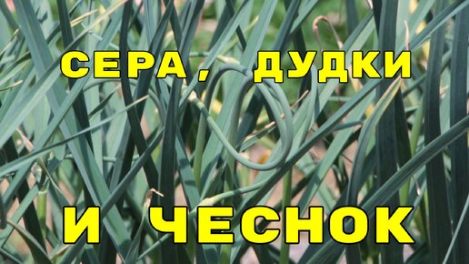 перепробовали всё, но чеснок все желтеет? натуральное удобрение, о котором знают единицы! как определить сроки по сбору чеснока?