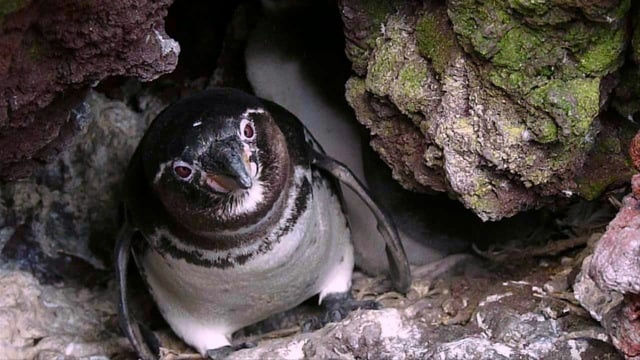 Живут пингвины небольшими колониями, но на время выведения потомства родители уединяются. И, как вы заметили на фото, им не очень нравится внимание в этот период.