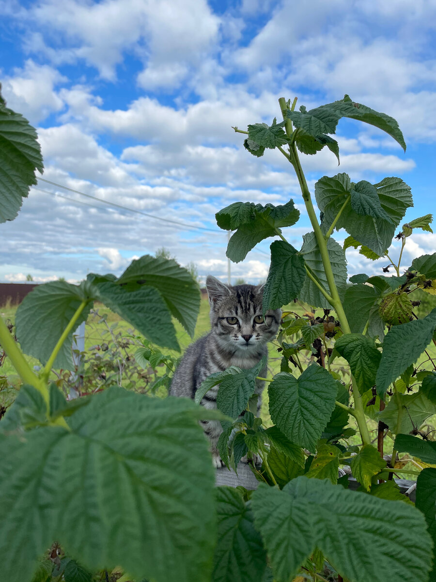 Бусинка серая, молодая😼