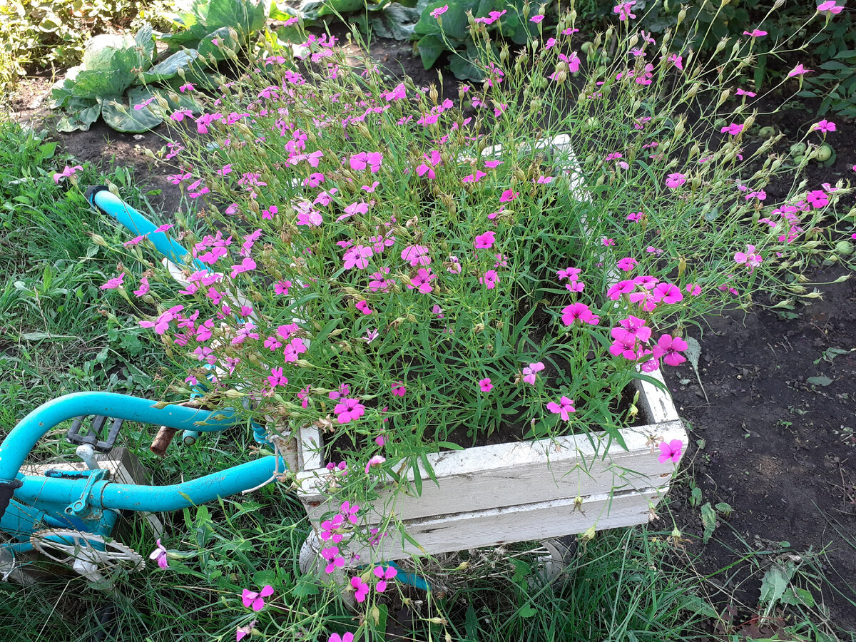 В прошлом году в ящиках был белый алиссум и голубая и синяя лобелия, до этого была виола