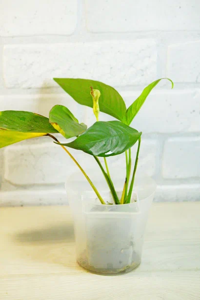 Фото и коллекция автора Masteritayaplants
