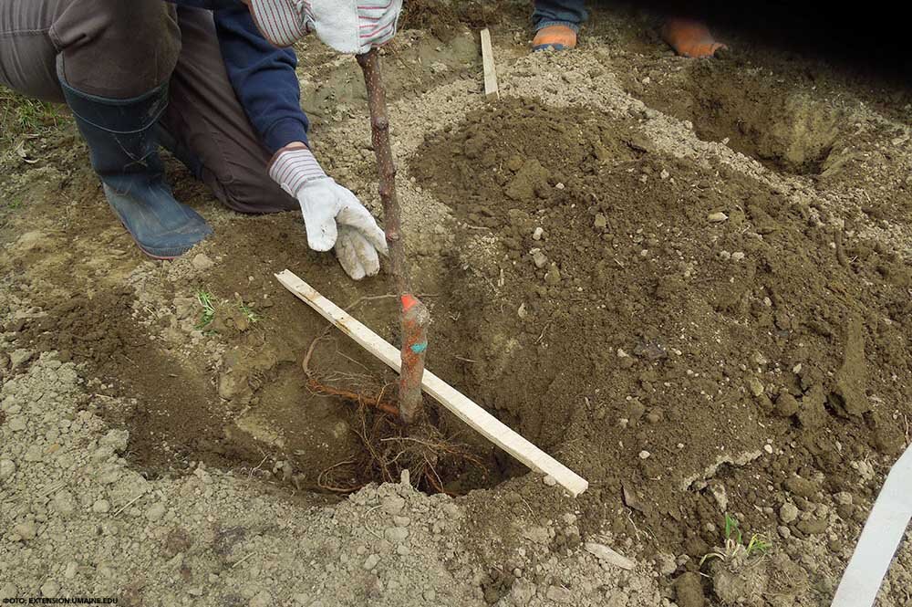 Фото: extension.umaine.edu