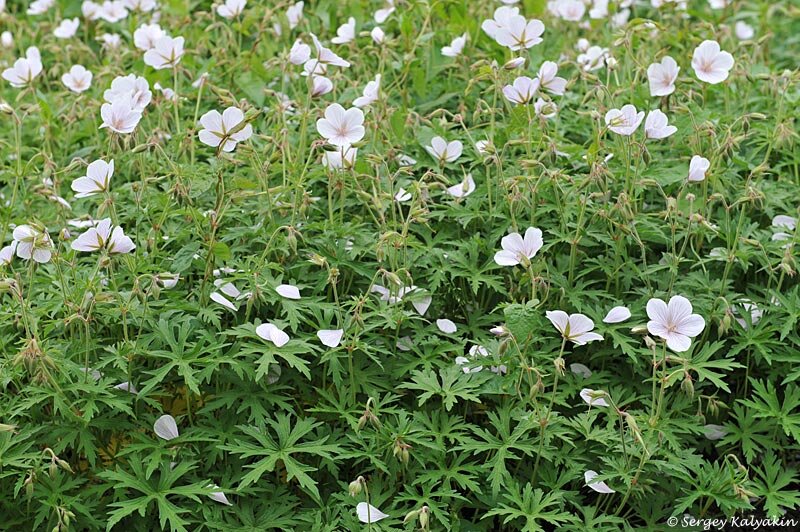 Герань Кларка Kashmire White 