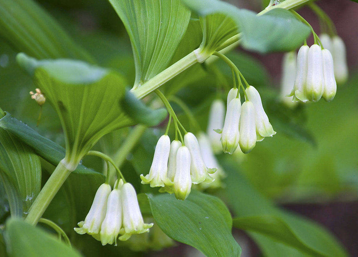 Купена аптечная. Купена (Polygonatum). Купена душистая.