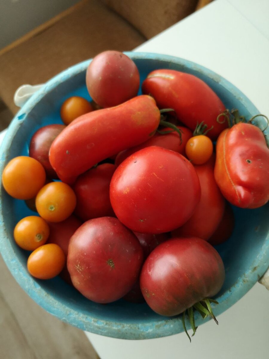 Поспевают разные сорта, отберу лучшие на следующий год