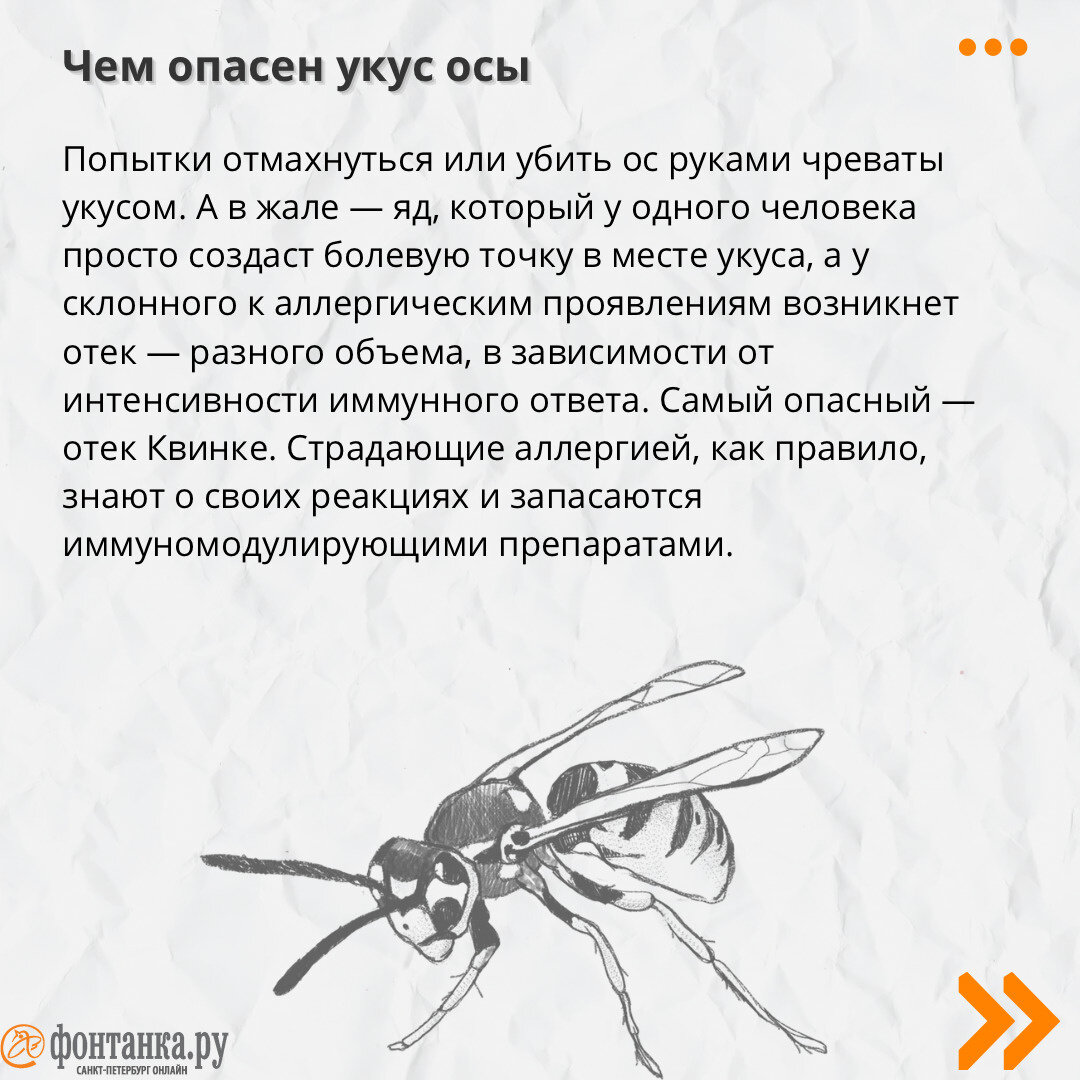 Осы рой. Шершень опасен. Почему напали осы. Почему напали осы. Почему напали осы.
