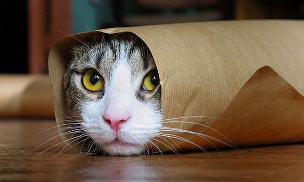 Фото: соцсети