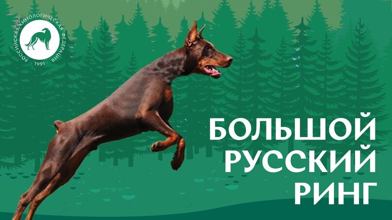 Что такое большой русский ринг? Источник: Российская кинологическая федерация (РКФ)