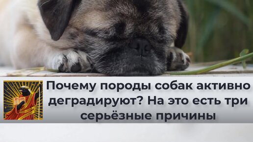 Собака бойцовой породы напала на ребенка в подъезде многоэтажки Сургута. ВИДЕО -Новости Сургута