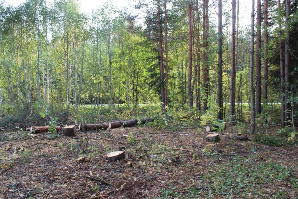    Вырубка леса в Вырице. Фото: Мойка78