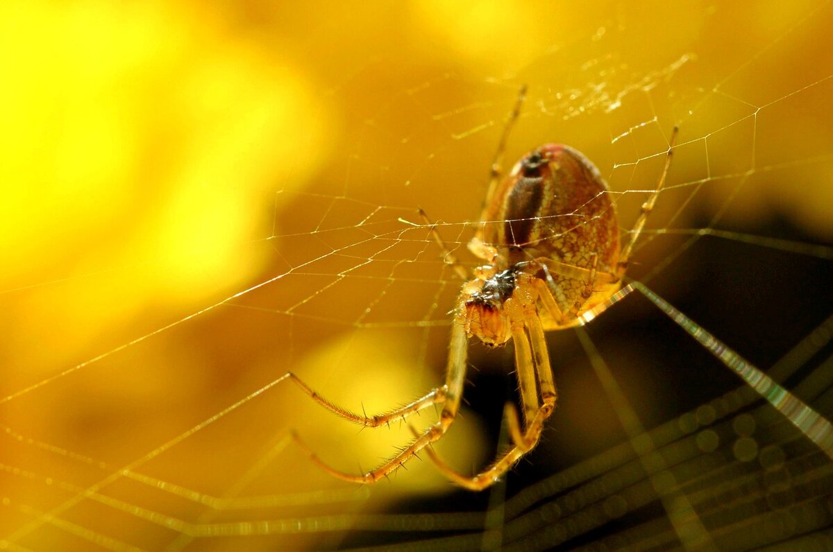 
Фото: pixabay.com