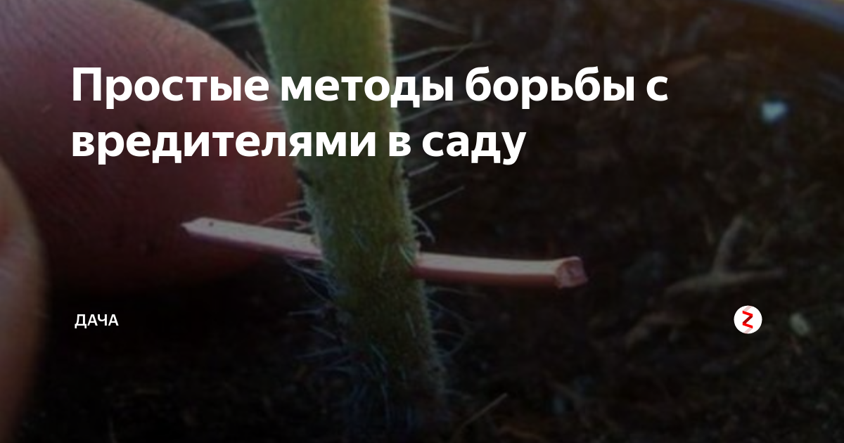 Простые методы борьбы с вредителями в саду | дача🍎 | Дзен