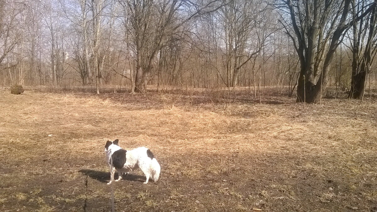 Из воскресного: гуляли в Полежаевском парке. Спускала там, где была возможность. Понимаю, что псине тоже хочется побегать.