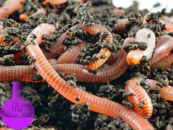 Червь для рыбалки