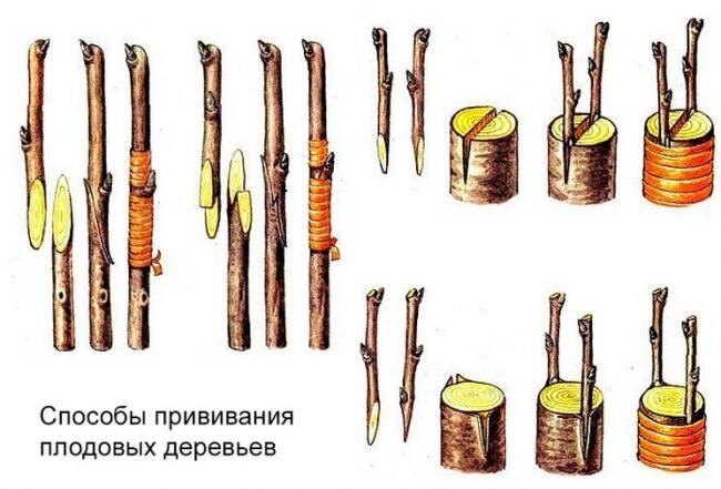 Ландшафтный дизайн, Озеленение в Омске | Защита растений