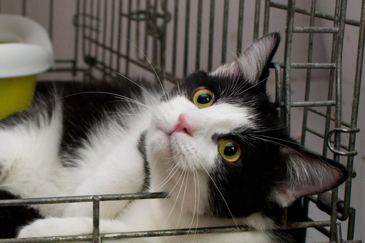 Ди Каприо родился под  счастливой звездой, несмотря на все невзгоды – нашедшие его люди приняли  правильное решение и привезли красавца в приют "Муркоша", желая помочь  котику поскорее обрести своих хозяев! 