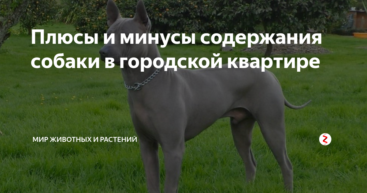 Плюсы и минусы зоопарков. Плюсы и минусы собаки в квартире. Плюсы и минусы содержания животных. Плюсы и минусы зоопарков. Стерилизация и кастрация животных.