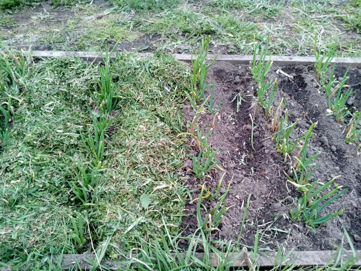 Можно ли класть опилки под. Куда ложить опил на огороде. Межи уложить опилки фото. В лунки под огурцы можно ли класть опилки?. Если опилки ложить между гряд, будет ли рости трава.