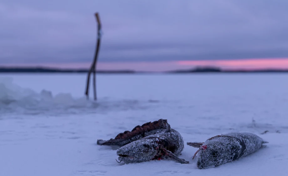 Фото Maria Immonen