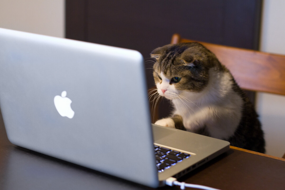 Ис кот. Кот программист. Кот за компьютером. Cat Play Computer meme. Apple Cat.