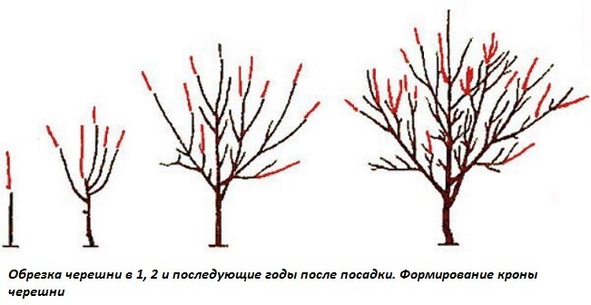 Обрезка молодой черешни. Обрезка черешни Веретено. Кардинальная обрезка черешни. Как обрезать черешню весной. Обрезка черешни после повреждения.