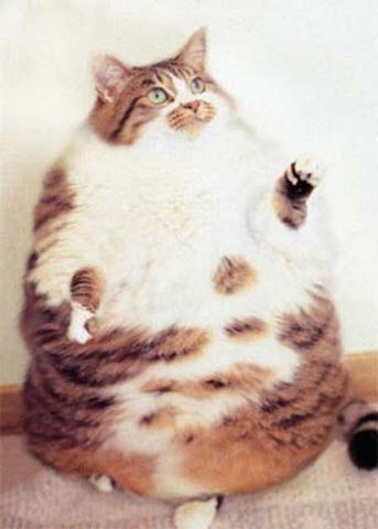 Топ 8 самых толстых котов в мире | Мастер | Дзен