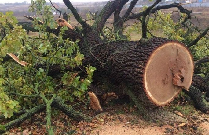  Фото: Rivne.depo.ua             