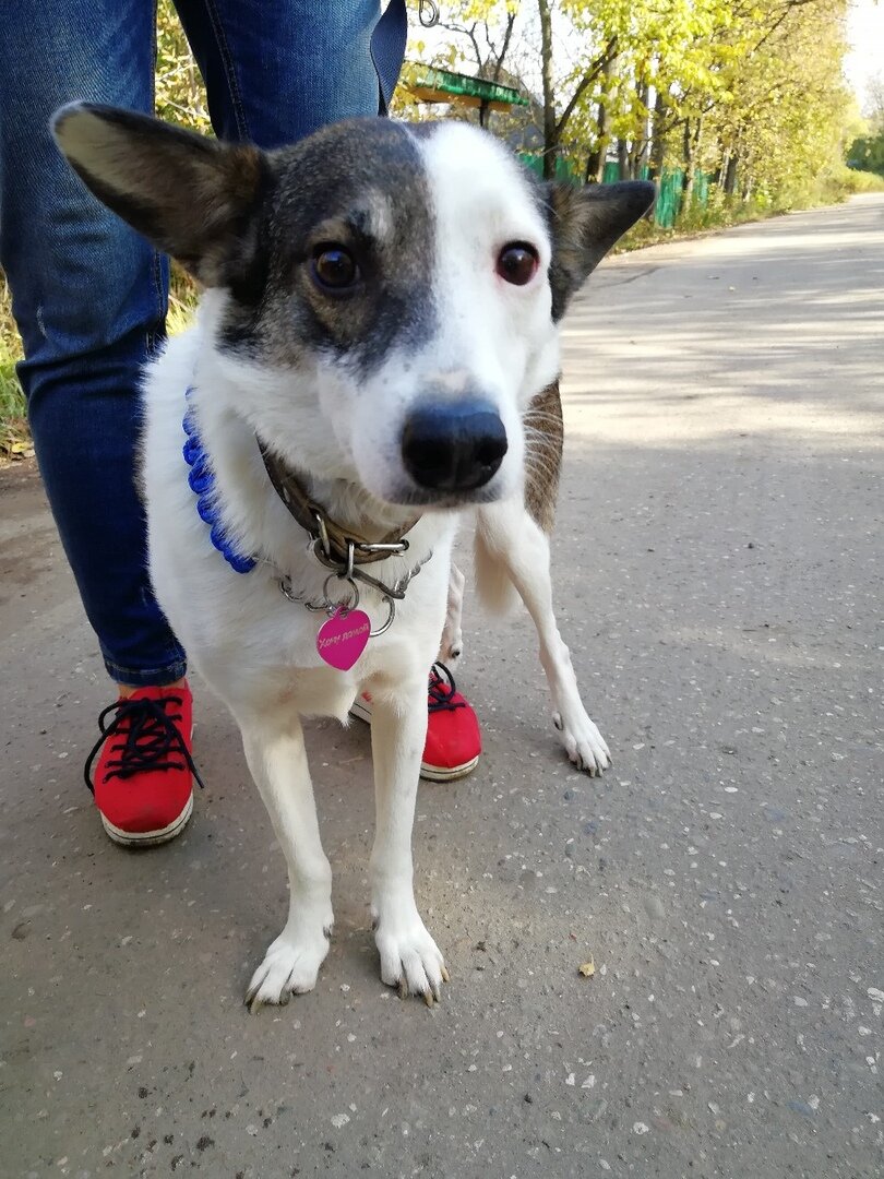 Лея из Банды Дворян
