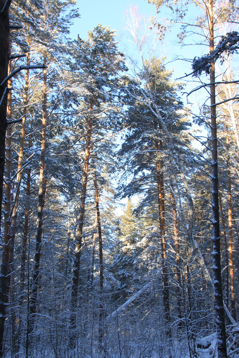 Сосновый бор